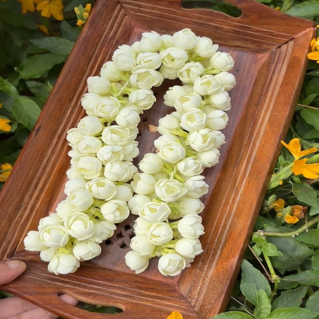 Jasmine